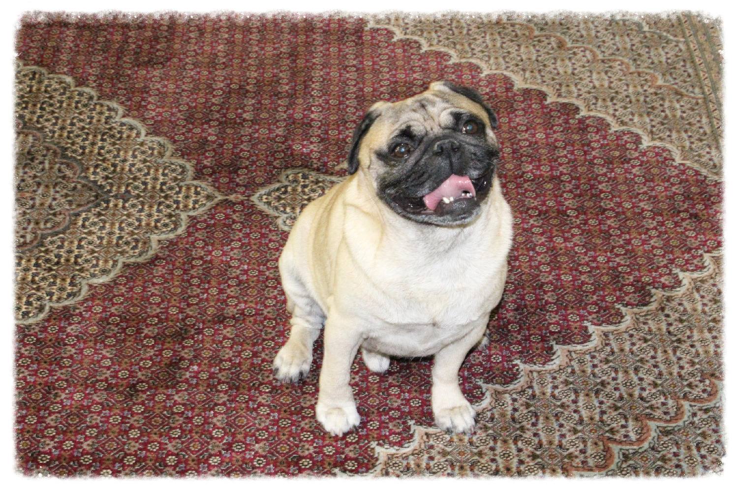 A pug sitting proudly on a freshly cleaned Oriental rug